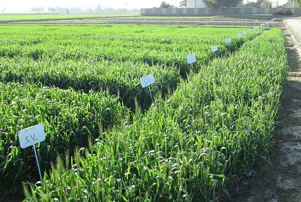 Wheat field in Pakistan